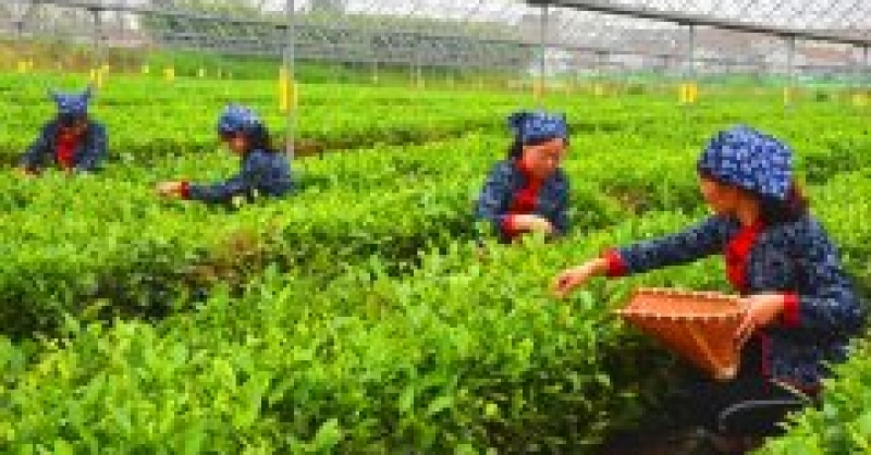 黃發(fā)集團快速推進落實瑯琊品牌升級工作